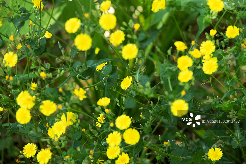 野菊油菊路边黄山菊花图片素材