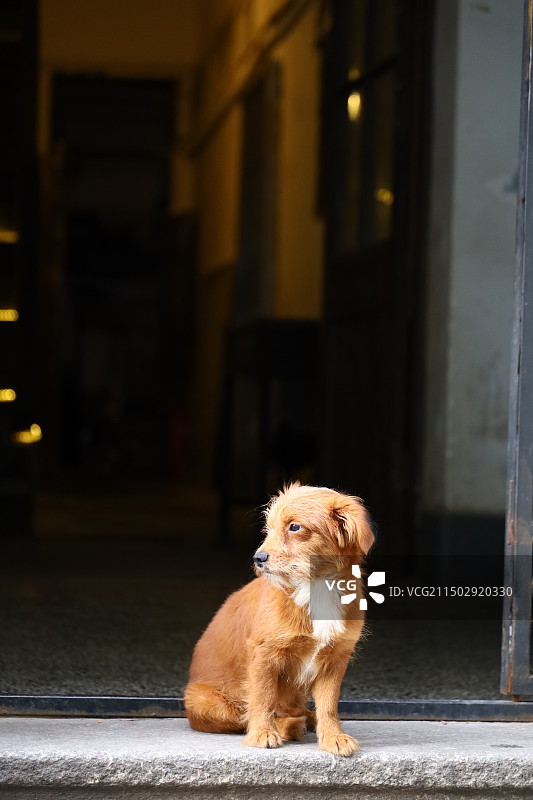 街头的狗图片素材