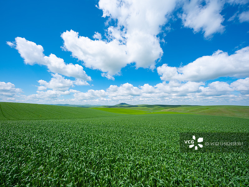 大面积的请麦田麦苗图片素材