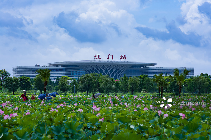 江门梅江荷花图片素材