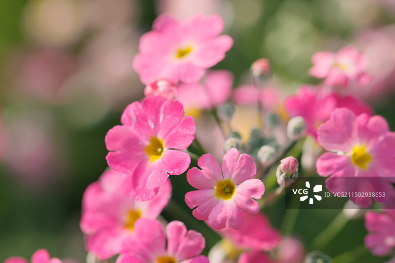 春天粉红紫红的报春花（花语：初恋、希望、不悔）图片素材