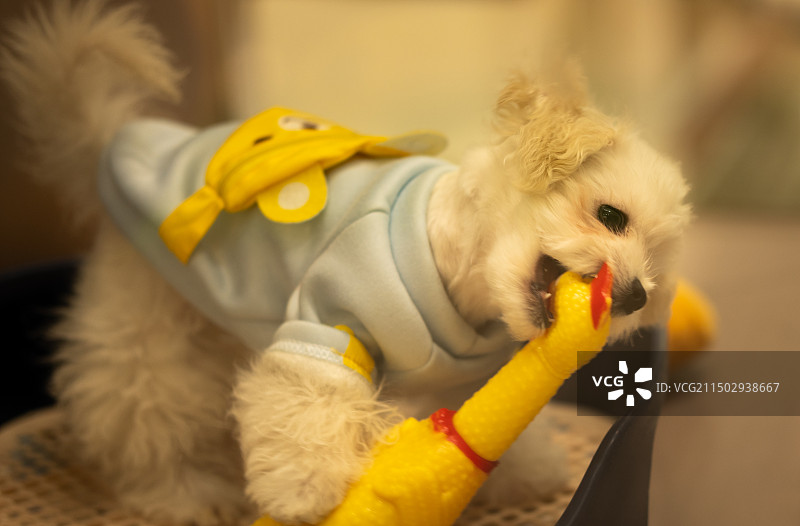 调皮小狗特写图片素材