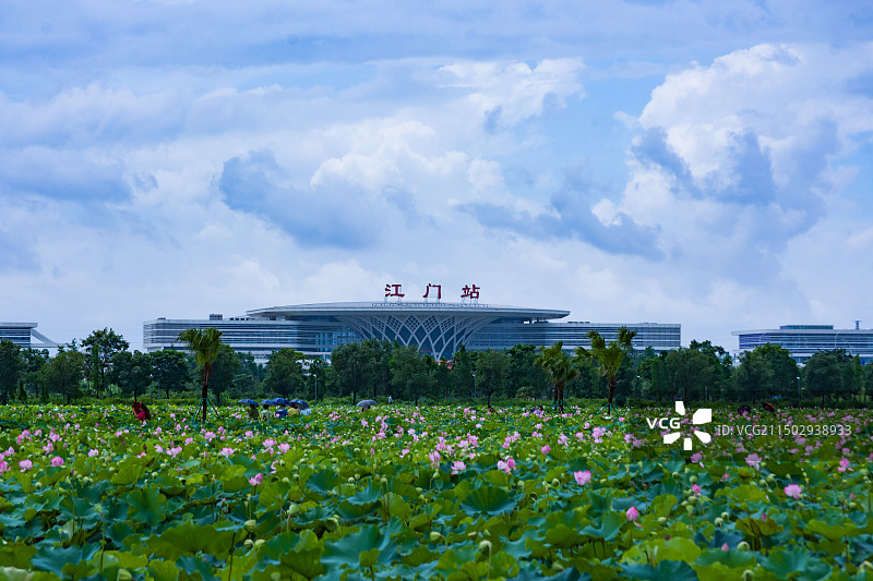 江门梅江荷花图片素材