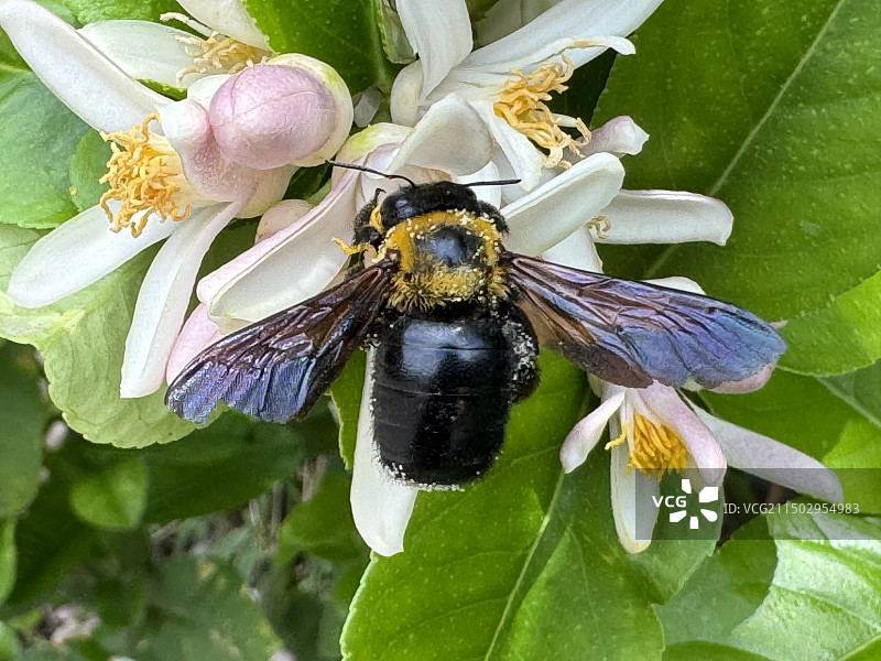 柠檬花上的木蜂哦持续图片素材