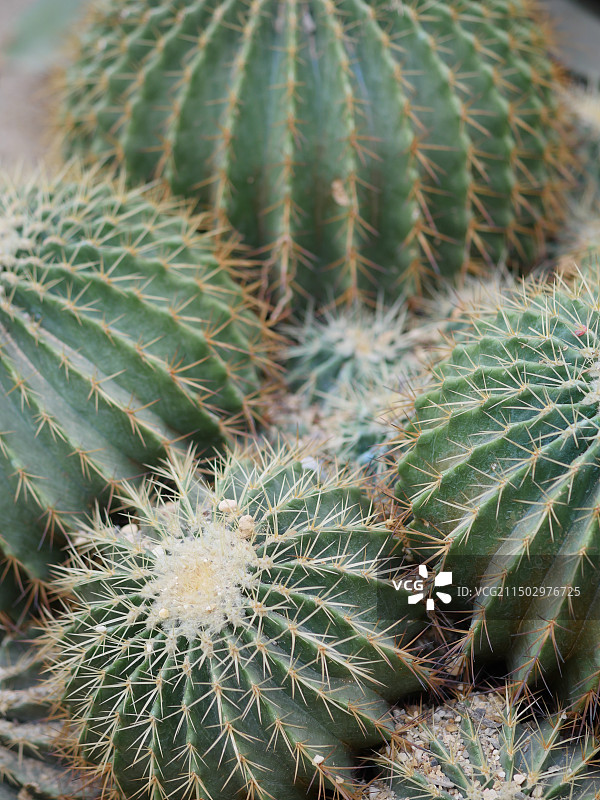 南宁植物园仙人球特写图片素材