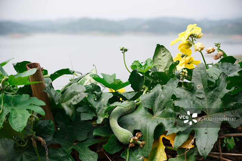 田间丝瓜与黄色丝瓜花（纯天然有机食品）图片素材