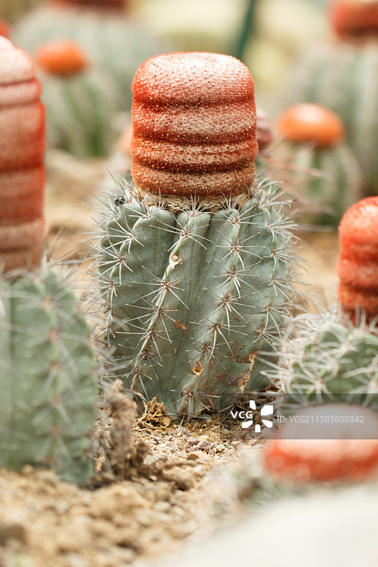 红帽红毛刺的仙人掌图片素材