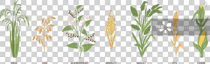 卡通粮食作物不同谷类草图片素材