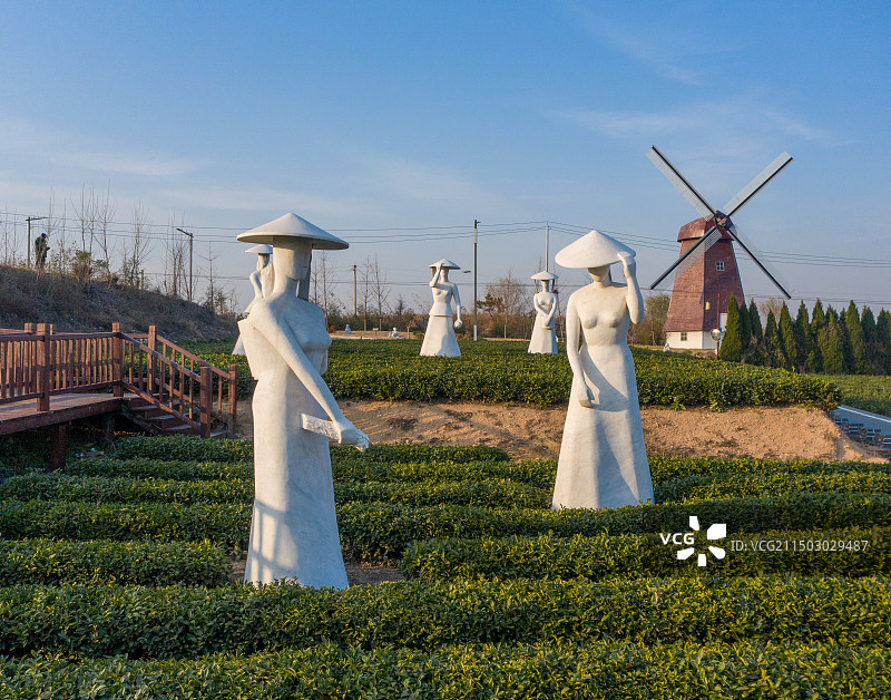 青岛市海青镇茶博园图片素材