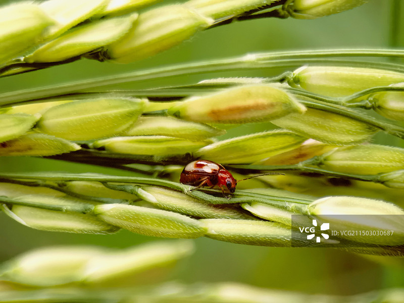 植物上小甲虫与水稻谷特写镜头图片素材