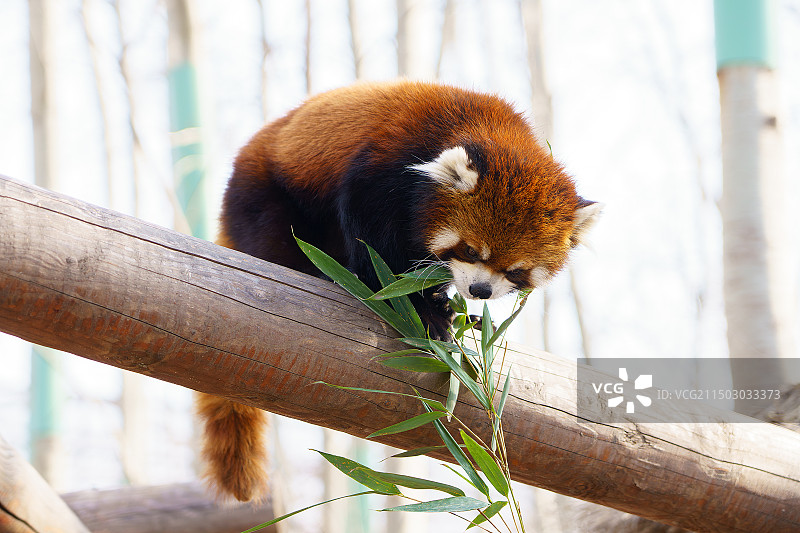 小熊猫图片素材