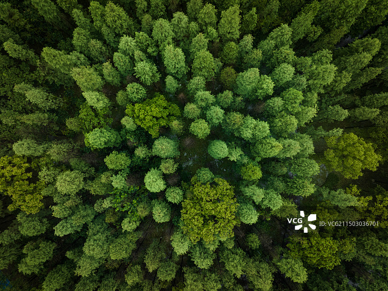 城市湿地公园杉树林图片素材