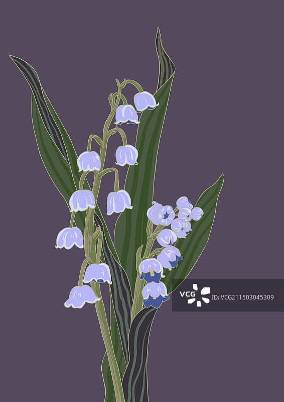 紫色铃兰图片素材