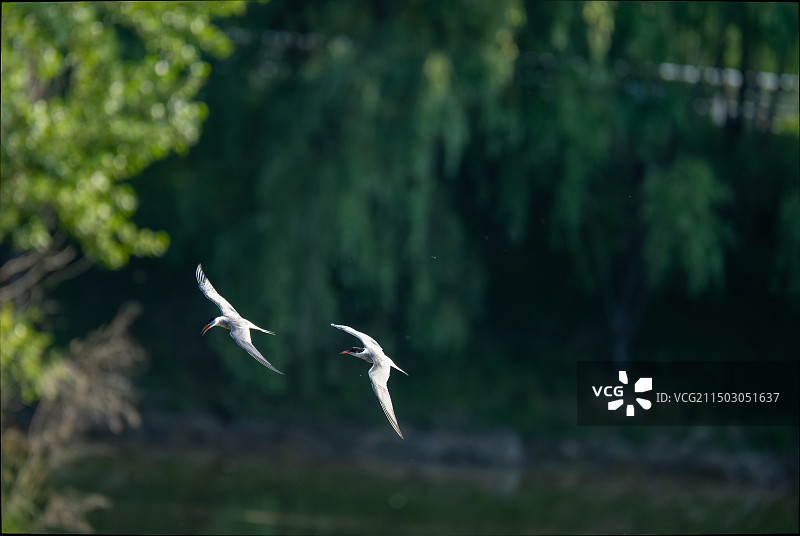 燕鸥结伴飞行图片素材