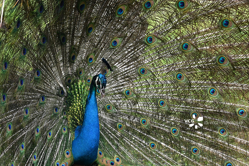 蓝孔雀图片素材