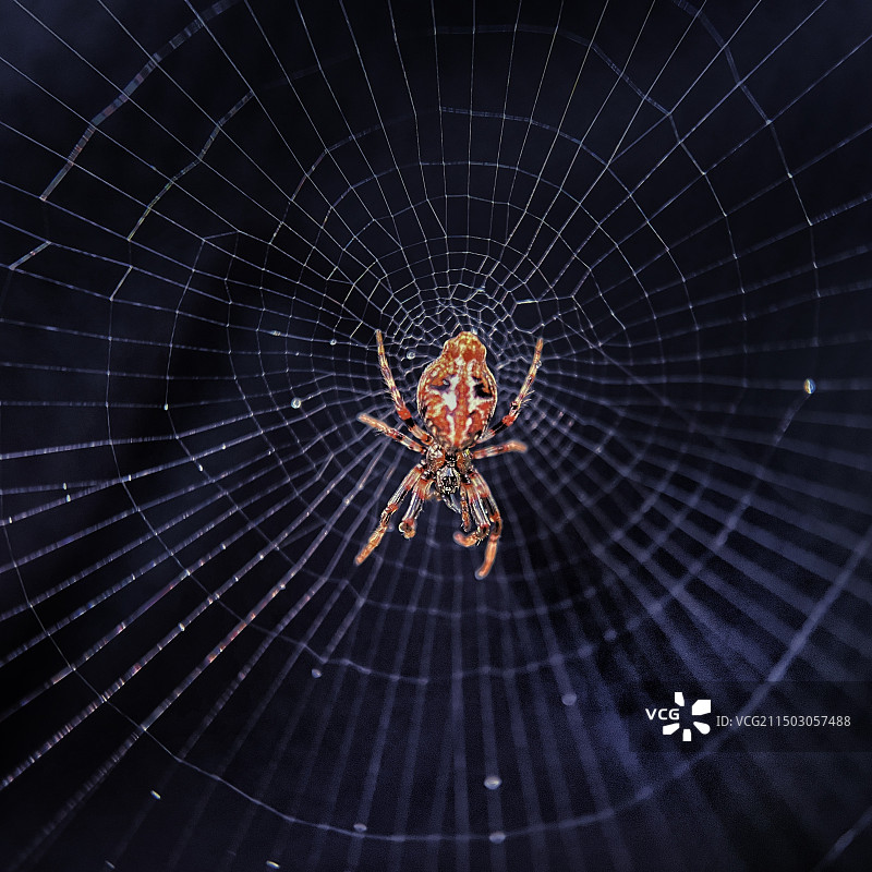 人脸蜘蛛图片素材