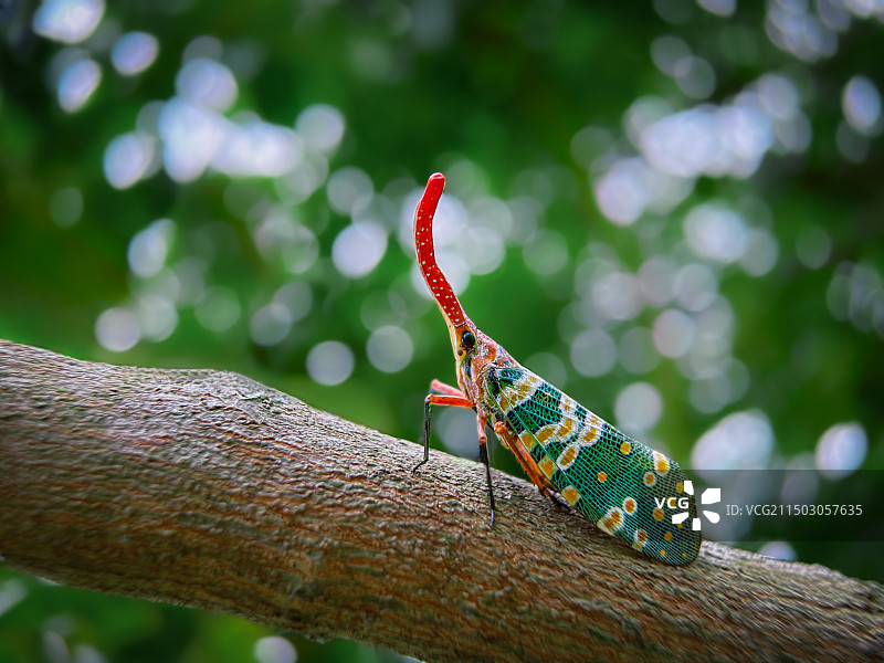 树干上的长鼻蜡蝉图片素材