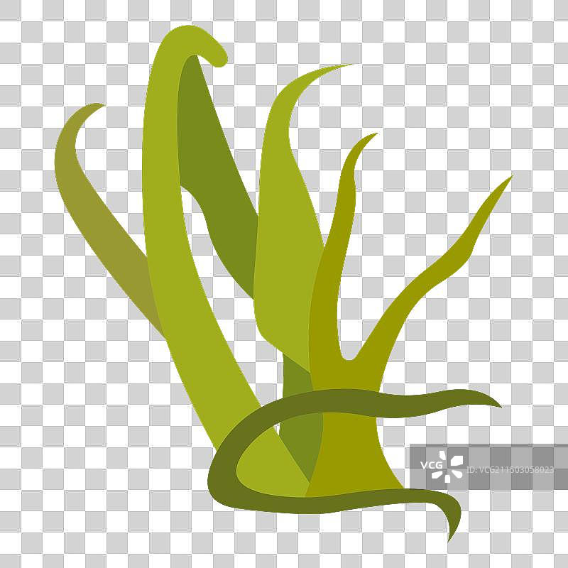 野生海绿藻图片素材