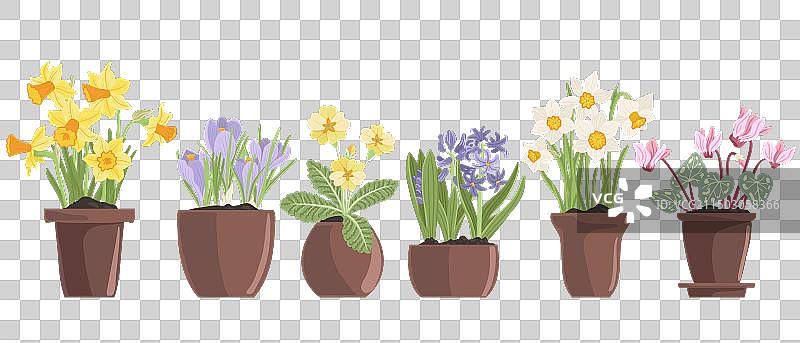 盆栽球根植物绘画图片素材