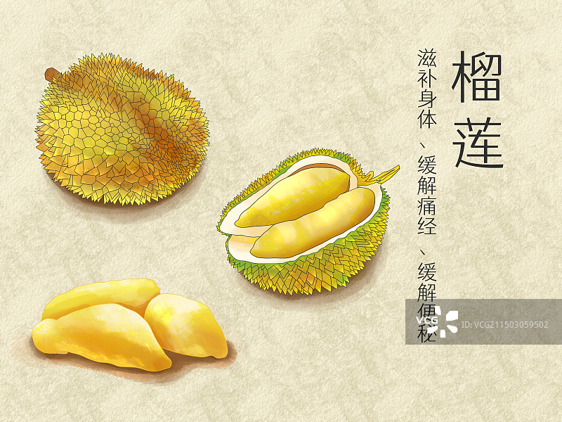 手绘水彩水果榴莲插画图片素材