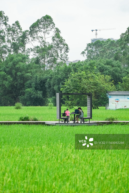 广州增城丝苗米稻田公园图片素材