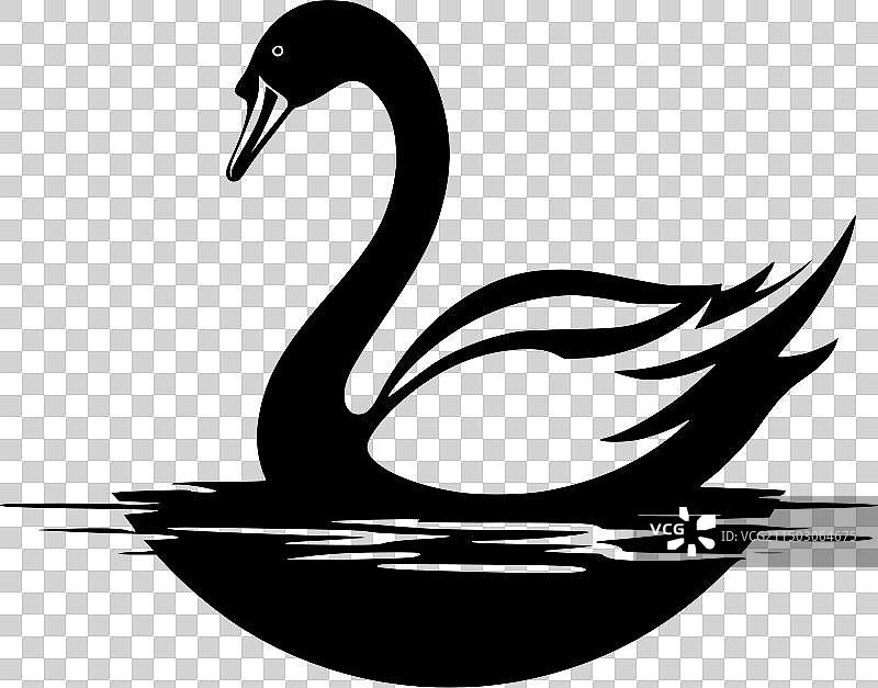 天鹅黑白照图片素材