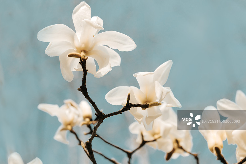 上海市市花白玉兰图片素材