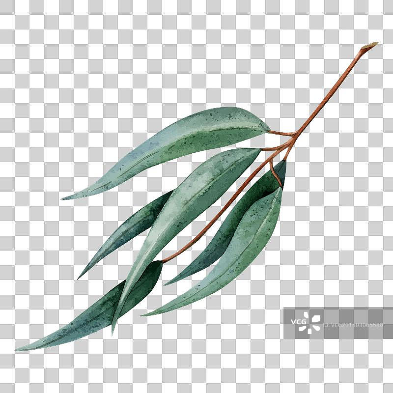 长叶桉树枝图片素材