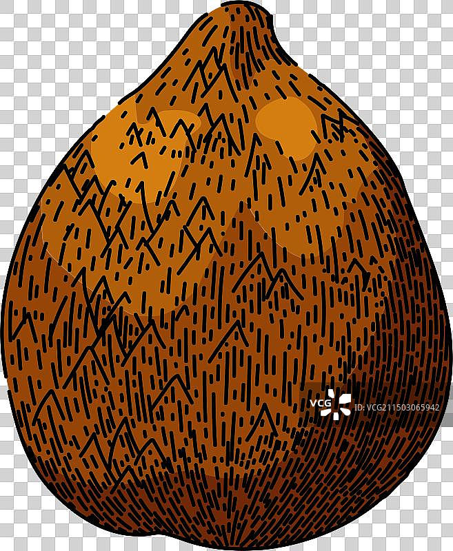 手绘蛇皮果素描图片素材