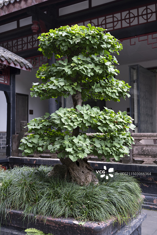 盆栽植物图片素材