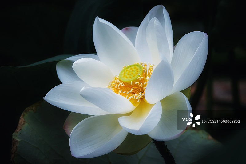 夏日清莲图片素材