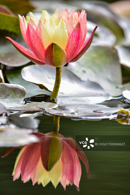 双色睡莲图片素材