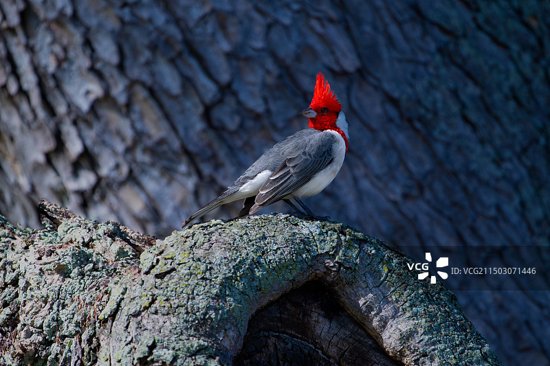 《冠蜡嘴鹀》图片素材