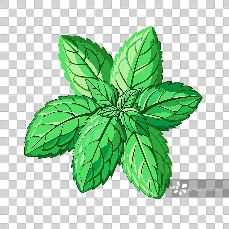 白底新鲜薄荷叶图片素材
