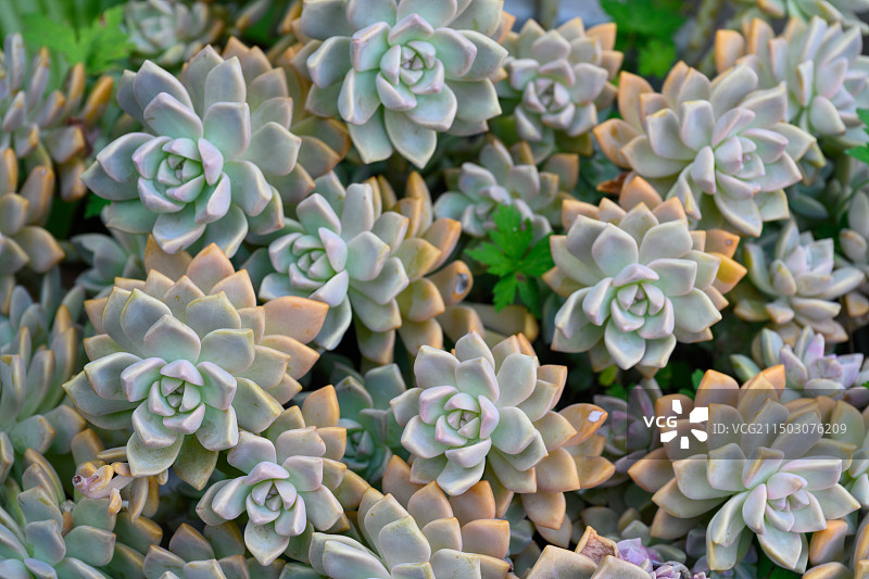 多肉植物特写图片素材