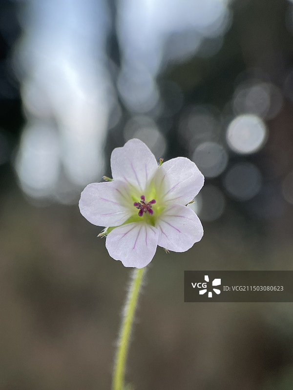 繁星点点图片素材