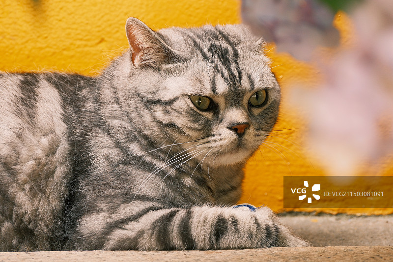 虎斑猫 橘猫 山斑鸠图片素材