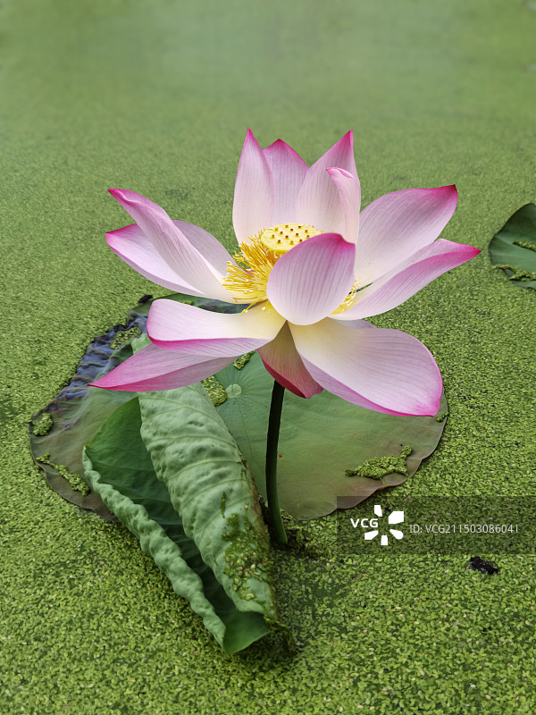 长满浮萍的荷花池上一朵盛开的荷花图片素材