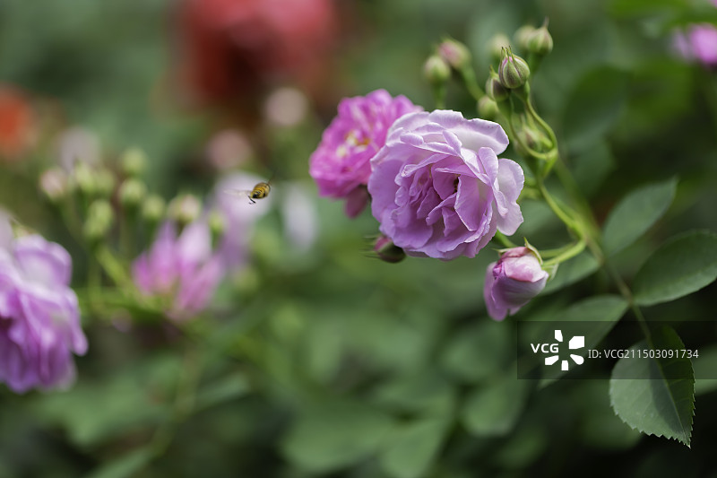 蜜蜂与蔷薇花--武汉植物园图片素材