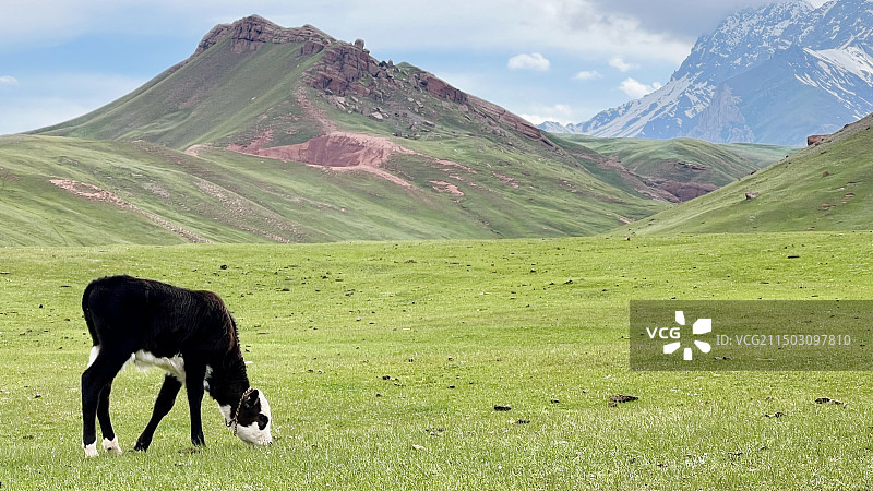 乌恰县玉其塔什草原：雪山下红土绿草宜居宜牧宜游（独享）图片素材