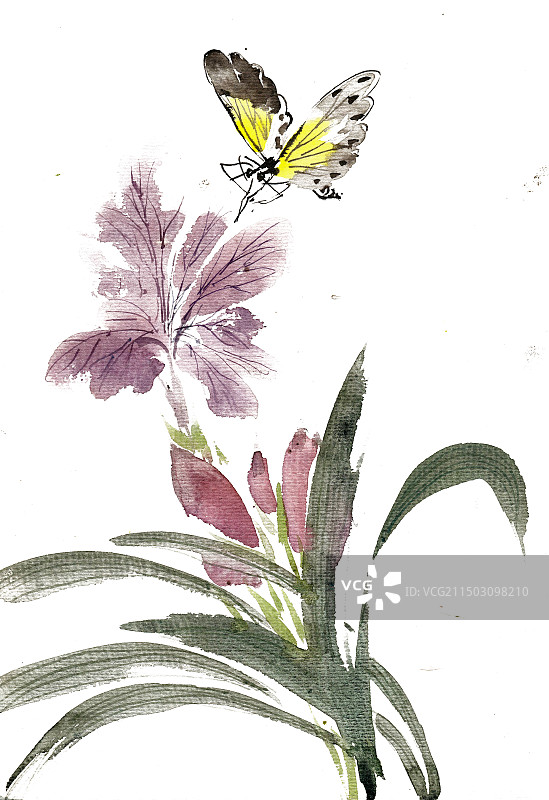 菖蒲花与蝴蝶图片素材