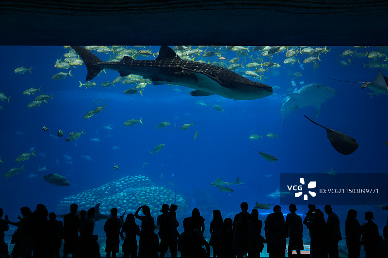 水族馆鲸鲨图片素材