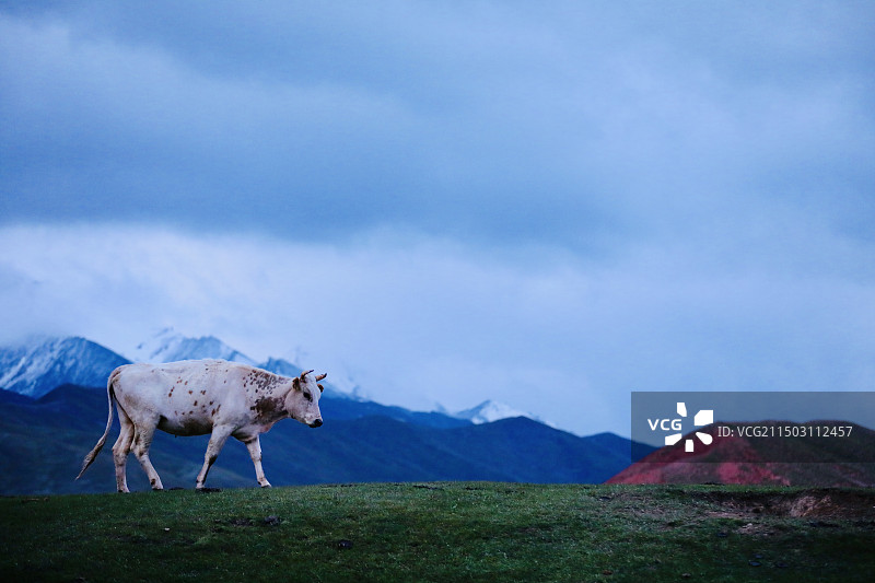 乌恰县玉其塔什草原：雪山下红土绿草宜居宜牧宜游（这秀场牛啊）图片素材