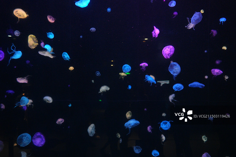 发光的水母图片素材