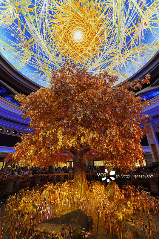 澳门永利发财树图片素材