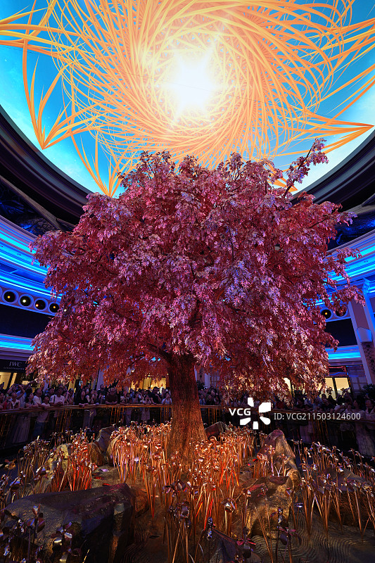 澳门永利发财树图片素材