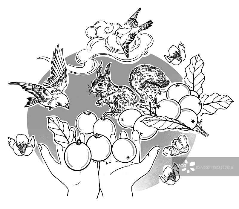 黑白线描 速写 插画插图 枇杷 水果 收获 小鸟松鼠 枇杷树 吃 手捧图片素材