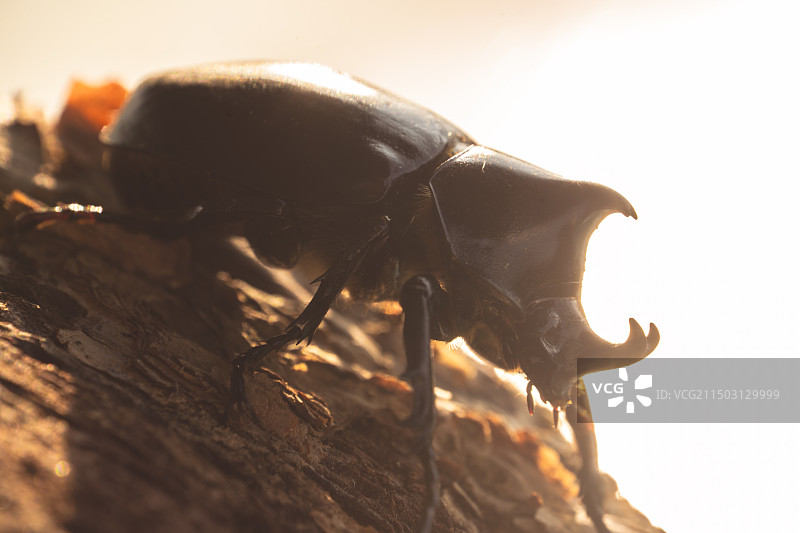 姬独角仙特写图片素材