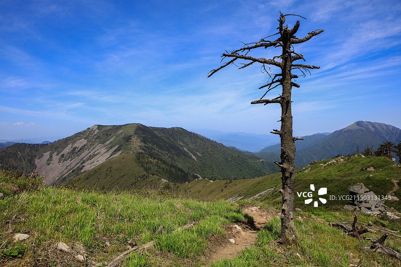 守望：秦岭冷杉，一枯一荣，把自己站立成风景，永远守护着脚下的高山和大地图片素材