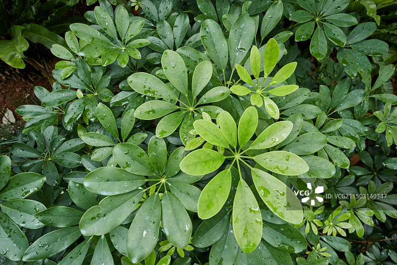 鹅掌柴叶子图片素材